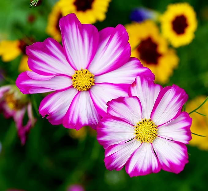 200Pcs Cosmos Bipinnatus Seeds Pink Flowers for Planting Easy to Grow Outdoor Home Garden Flower Seeds Gardening Supplies