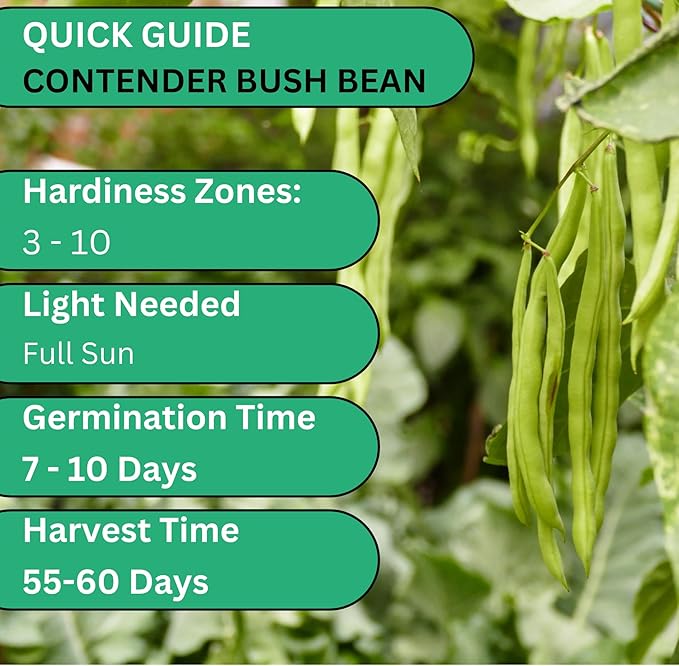 Woods Creek Seeds: Contender Bush Bean Seeds for Planting - Non-GMO Green Bean Seeds for Planting - Tender Stringless Variety - USA Grown Heirloom Bush Beans Vegetable Seed for Outdoors and Indoors