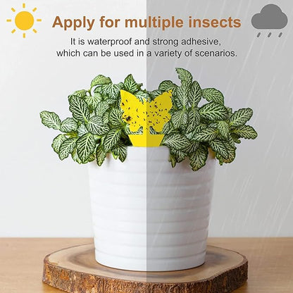 36 Pack Fruit Fly Traps for Indoors, Gnat Traps for House Indoor, Sticky Traps Fungus Gnats Killer for Mosquito and Flying Insects, Bug Pest Insect Catcher Killer for Houseplant