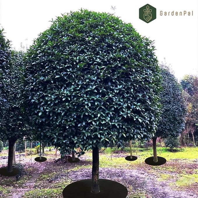 GardenPal 10-Pack 24.4inch Non-Woven Tree Ring, Weed Barrier Fabric, Degradable & Reusable Tree Mulch Ring for Landscaping Weed Control Root Protection, Tree Protector Mat, Reusable Tree Weed Barrier