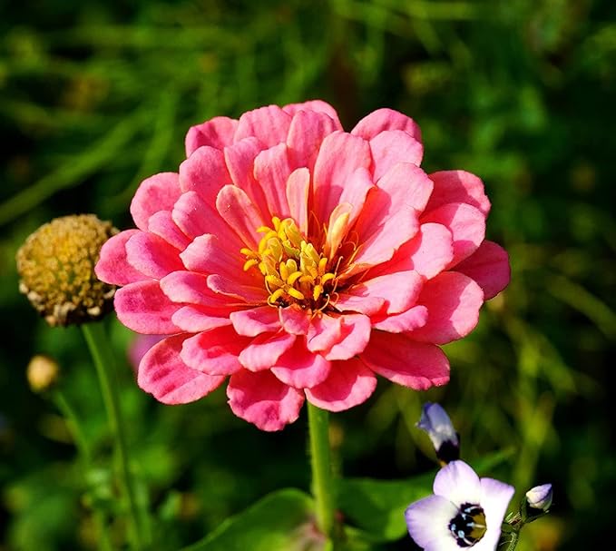 Zinnia Elegans Seeds Mix for Planting - 1000 Zinnia Elegans Seeds Flower Seeds for Outdoor Home Garden Flower Seeds Gardening Supplies