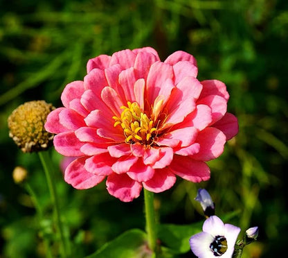 Zinnia Elegans Seeds Mix for Planting - 1000 Zinnia Elegans Seeds Flower Seeds for Outdoor Home Garden Flower Seeds Gardening Supplies