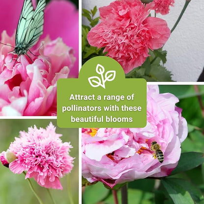 Sow Right Seeds - Pale Rose Peony Poppy Seeds for Planting - Non-GMO Heirloom Annual Variety - Beautiful Poppy Flowers - Ideal for Gardens, Flower Beds - Easy to Grow - Pink Peony Blossoms (1)