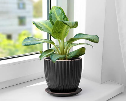 D'vine Dev Set of 2 Stoneware Planter Pots, Ceramic Pot with Drainage Hole and Saucers, 4.5 Inch 5.8 Inch, Black, 99-D-2