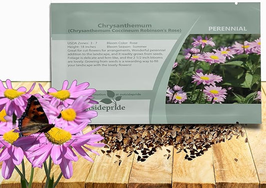 Outsidepride Robinson's Rose Chrysanthemum Seeds - 10000 Pcs. Perennial, Drought Tolerant Flower Seeds for Planting in Pollinator Gardens, Cut Flowers & Low Maintenance Landscaping