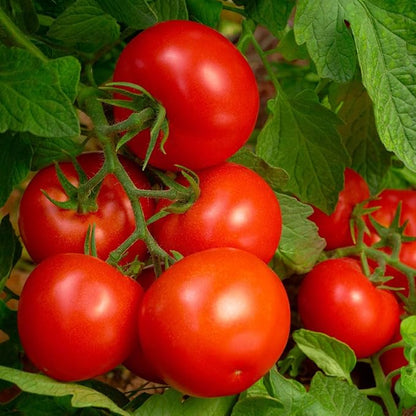 Purely Organic Products LLC 8-8-8 Triple Play Tomato & Vegetable Plant Food, Covers 250 sq. ft.