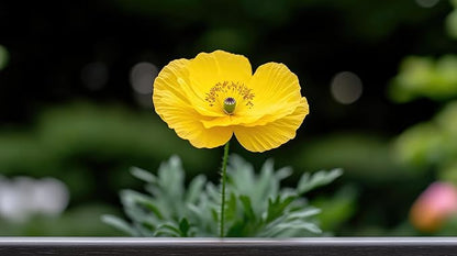 Wood Poppy Roots (Stylophorum diphyllum) – Shade-Loving Native Perennial with Brilliant Yellow Blooms (5 Roots)