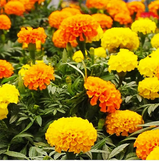 Crackerjack Marigold Mix Seeds - Good Addition to Vegetable Gardens - 1100 Seeds