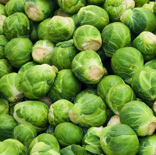 Catskill Brussel Sprout Seeds for Planting – Heirloom Non-GMO Brussel Sprout Seed Packets with Instructions to Plant & Grow for Home Outdoor Vegetable Garden – 1 Packet Approx 250 Seeds