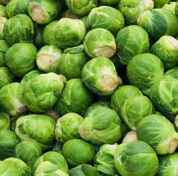 Catskill Brussel Sprout Seeds for Planting – Heirloom Non-GMO Brussel Sprout Seed Packets with Instructions to Plant & Grow for Home Outdoor Vegetable Garden – 5 Packets