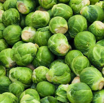 Catskill Brussel Sprout Seeds for Planting – Heirloom Non-GMO Brussel Sprout Seed Packets with Instructions to Plant & Grow for Home Outdoor Vegetable Garden – 5 Packets