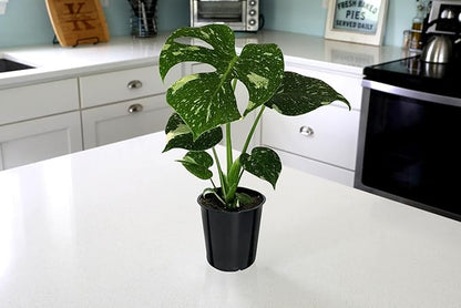 Wild Interiors Thai Constellation Green and Cream Monstera Live Plants in 5” Grower Pot