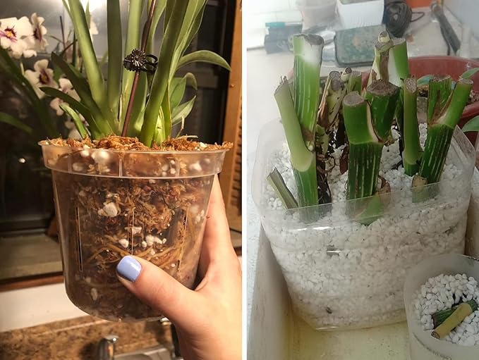 50 QT Professional Grade Horticultural Organic Vermiculite and Perlite (Perlite, 50 QT)