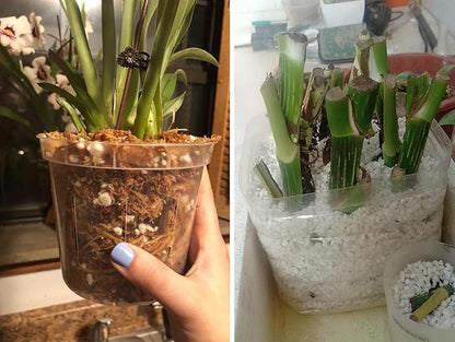 50 QT Professional Grade Horticultural Organic Vermiculite and Perlite (Perlite, 50 QT)