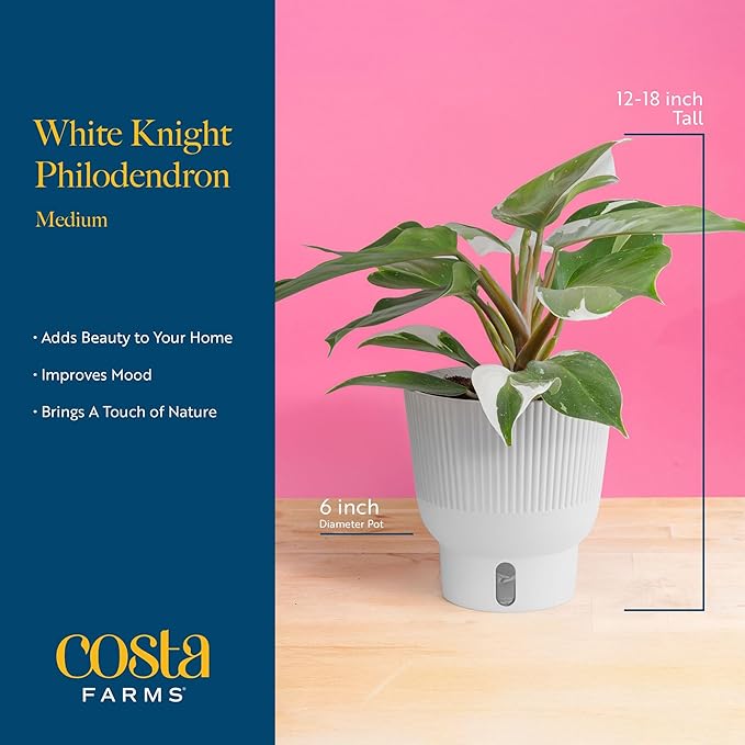 Costa Farms Philodendron White Knight, Rare Unique Live Indoor Plant in 6-Inch Self-Watering Houseplant Pot, Potting Soil, Trending Tropicals Collection, Room and Home Decor