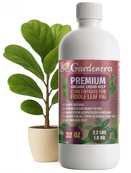 GARDENERA Premium Organic Seaweed & Kelp Superfood for Fiddle Leaf FIG Plants - 32 oz - Liquid Kelp Fertilizer Concentrate (Makes 180 Gallons)