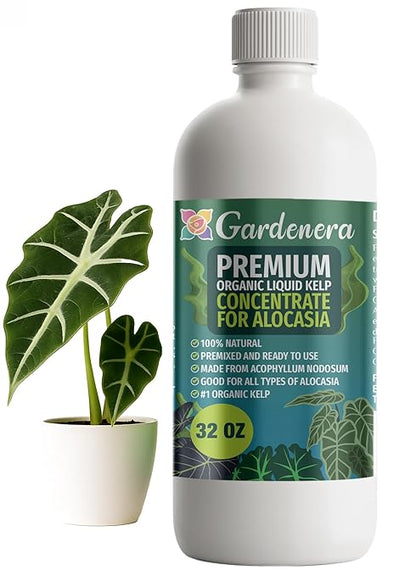GARDENERA Premium Organic Seaweed & Kelp Superfood for ALOCASIA Plants - 32 oz - Liquid Kelp Fertilizer Concentrate (Makes 180 Gallons)