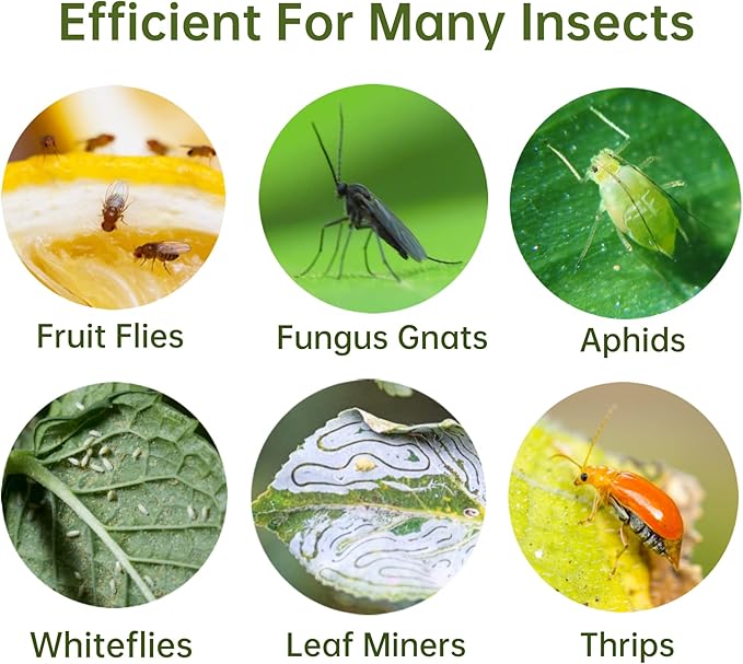 96 Pack Fruit Fly Trap for Indoors, Fungus Gnat Killer Indoor Sticky Traps for Mosquito, Bug Insect Catcher Killer for Houseplant