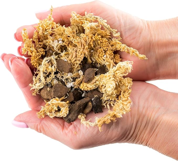 GARDENERA Premium Preserved Reindeer Moss for Potted Plants, Terrariums, Fairy Gardens, Arts and Crafts or Floral Decor Design in Natural (4 Quart Bag)