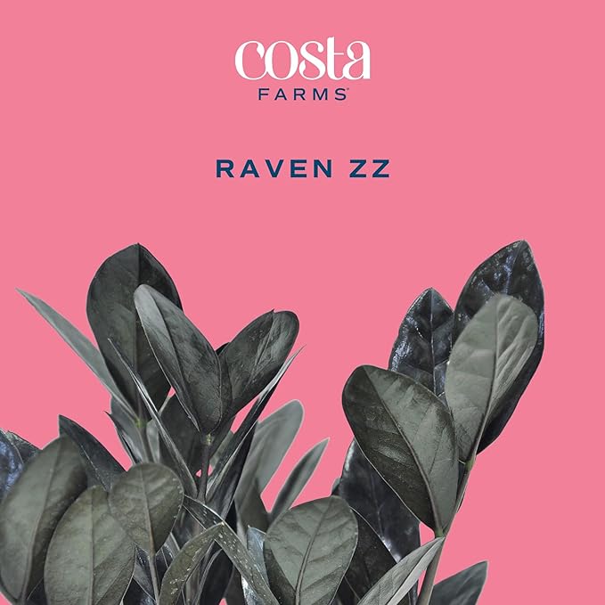 Costa Farms Raven ZZ Plant, Easy Care Indoor Houseplant, Ships in Modern White Decor Planter with Soil, Perfect Room Decor for Tabletop, Shelf, or Desk, Trending Tropicals Collection, 10-Inches Tall