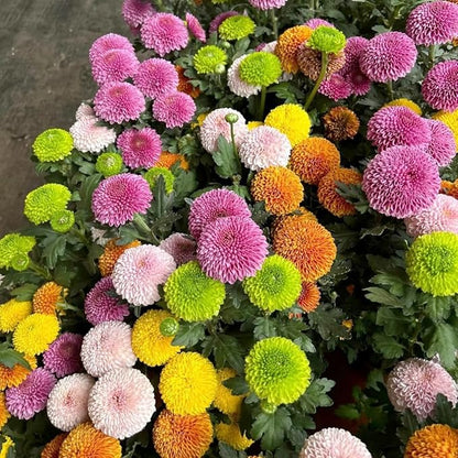 Ping Pong Chrysanthemum Flower Seeds – 500pcs Mixed Colors – Non-GMO Perennial Blooms for Garden & Home Decoration