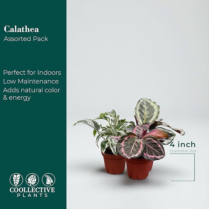 CoollectivePlants Calathea Assorted Collection – Live Indoor Plants in 4" Grower’s Pots (10 Pack), Easy to Grow Beginner Houseplants, Includes UniHeat Pack for Winter Protection