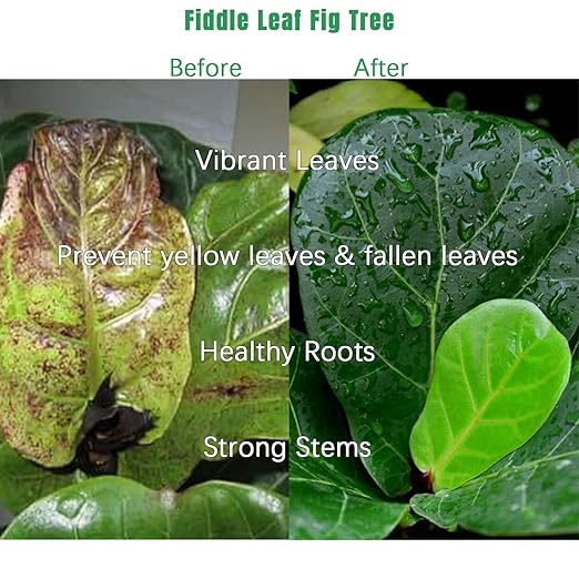 Fiddle Leaf Fig Tree Plant Food 21 oz,Liquid Houseplant Fertilizer with 3-1-2 NPK Ration for Healthy Roots,Stems and Leaves