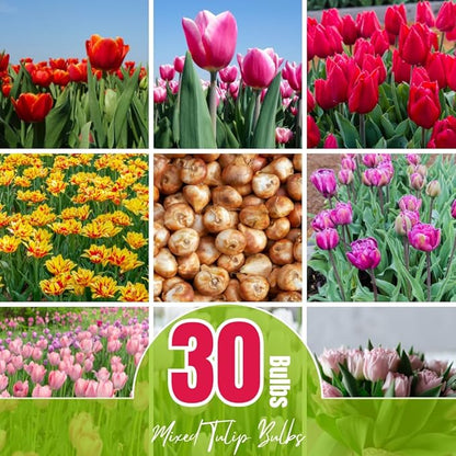 30 Top Size Tulip Bulbs for Fall Planting, Mixed Tulip Flower Bulbs, Bulk Pack of Colorful Tulips for Spring Blooms, Grow Flowerbeds, Fresh Harvest