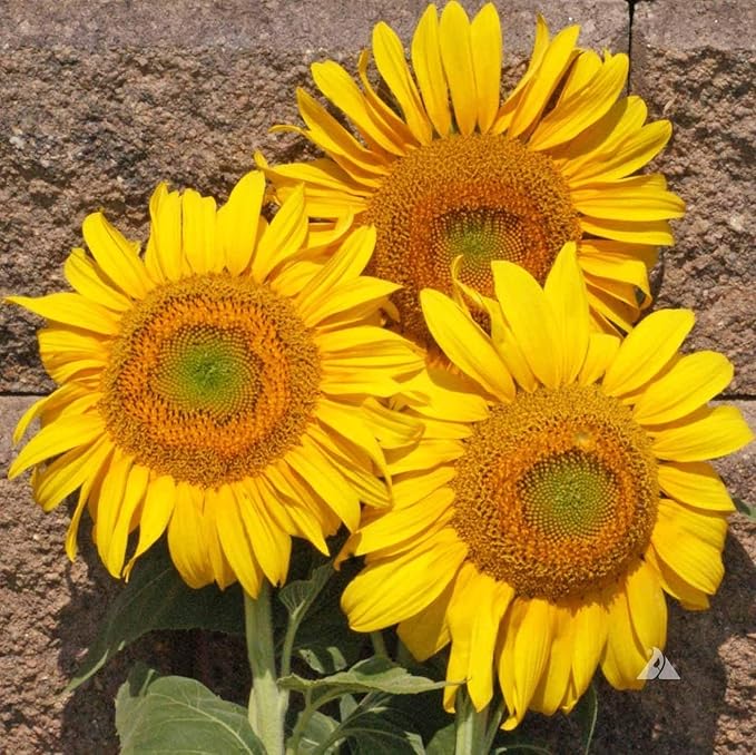 Gaea's Blessing Seeds - Sunflower Seeds - Heirloom Mammoth Grey Stripe - Includes Easy to Follow Planting Instructions - Non-GMO Heirloom 90% Germination Rate