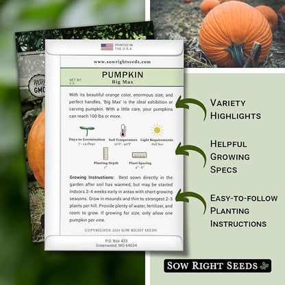 Sow Right Seeds - Big Max Pumpkin Seeds for Planting - Non-GMO Heirloom Packet with Instructions to Plant a Home Vegetable Garden - Decorative Autumn Variety for Carving - Giant Fast Growing (3)