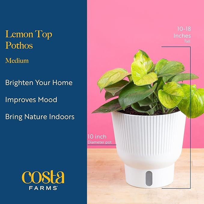 Costa Farms Lemon Top Pothos, Rare Unique Live Indoor Plant in 6-Inch Self-Watering Houseplant Pot, Potting Soil, Trending Tropicals Collection, Room and Home Decor