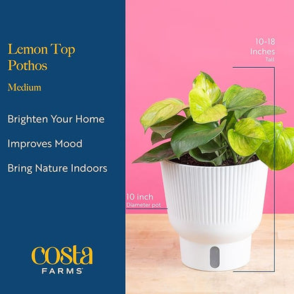 Costa Farms Lemon Top Pothos, Rare Unique Live Indoor Plant in 6-Inch Self-Watering Houseplant Pot, Potting Soil, Trending Tropicals Collection, Room and Home Decor
