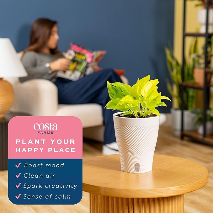 Costa Farms Champs Élysées Pothos Live Plant, Climbing or Trailing Indoor Houseplant | 12-Inches Tall | Trending Tropicals Collection | Self-Watering Pot | Easy Grow Plant for Home, Room Decor