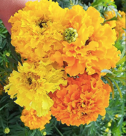 Crackerjack Marigold Mix Seeds - Good Addition to Vegetable Gardens - 1100 Seeds