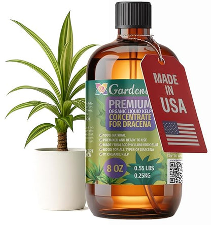GARDENERA Premium Organic Seaweed & Kelp Superfood for Dracaena Plants - 8 oz - Liquid Kelp Fertilizer Concentrate (Makes 45 Gallons)
