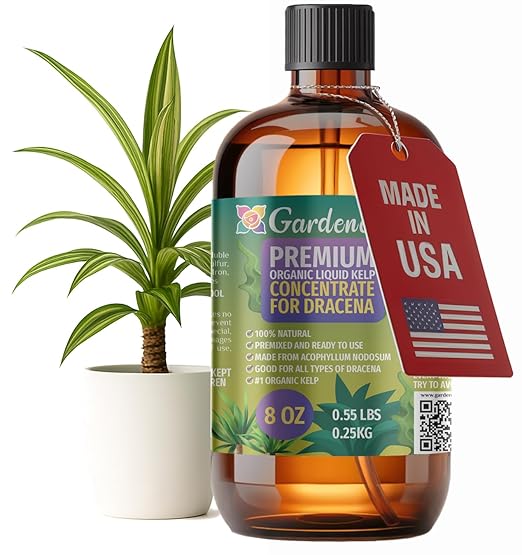GARDENERA Premium Organic Seaweed & Kelp Superfood for Dracaena Plants - 8 oz - Liquid Kelp Fertilizer Concentrate (Makes 45 Gallons)