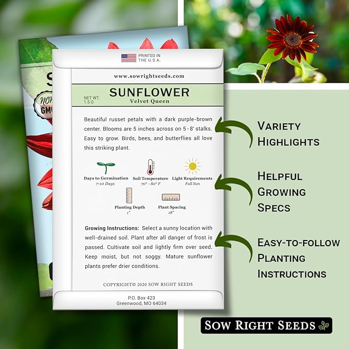 Sow Right Seeds - Velvet Queen Sunflower Seeds for Planting - Grow Giant Sunflowers Outdoors in Your Garden - Non-GMO Heirloom Packet - Deep Red Burgundy Blooms - Tall Annual Variety - Rare Color (2)