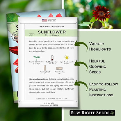 Sow Right Seeds - Velvet Queen Sunflower Seeds for Planting - Grow Giant Sunflowers Outdoors in Your Garden - Non-GMO Heirloom Packet - Deep Red Burgundy Blooms - Tall Annual Variety - Rare Color (1)
