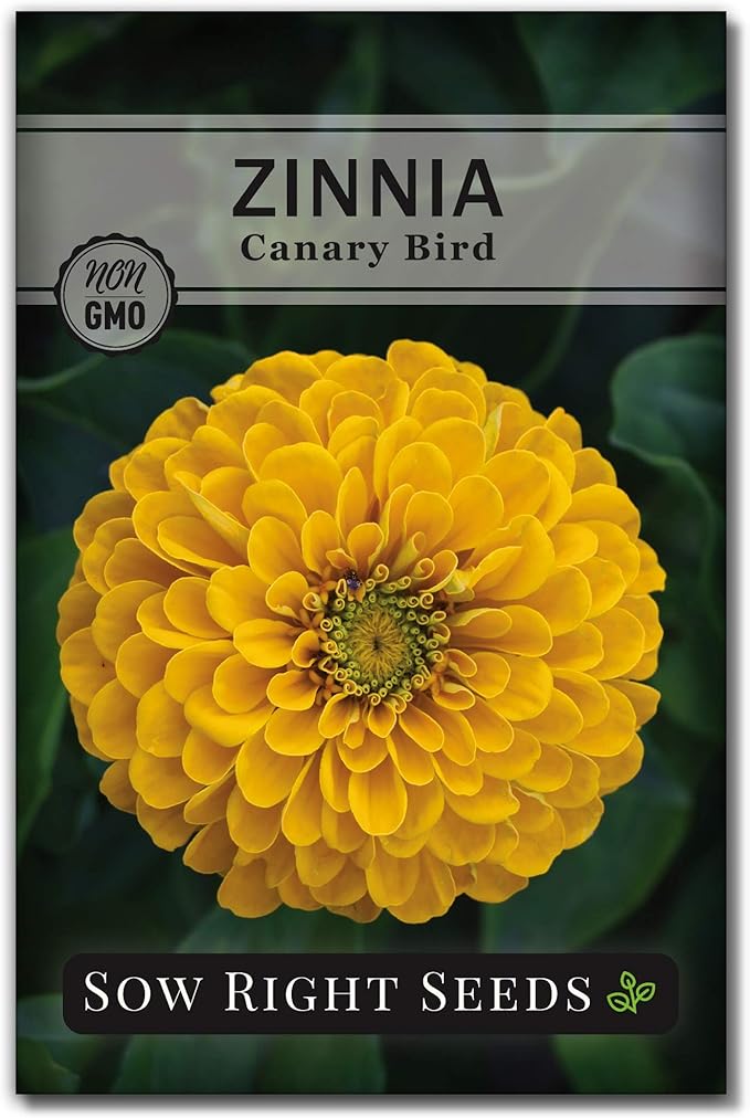 Sow Right Seeds - Canary Bird Zinnia Seeds for Planting - Non-GMO Heirloom Packet to Plant and Grow - Large Yellow Annual Blooms - Giant Cut & Come Back Flowers - Attract Bees and Butterflies (1)