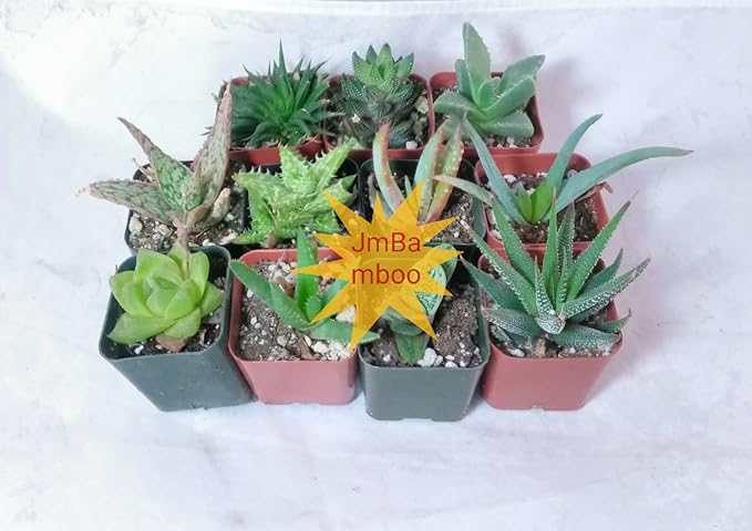 7 Different Aloe Plants - Easy to grow/Hard to Kill! - 2" Pots unique from Jmbamboo