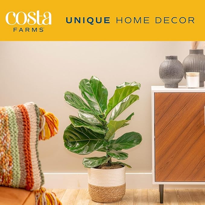 Costa Farms Fiddle Leaf Fig, Live Indoor Ficus Lyrata House Plant Potted in Modern Decor Planter, Floor Plant in Potting Soil Mix, Housewarming Gift, Room, Home, Office Decor, 2-3 Feet Tall
