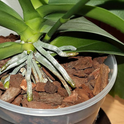 Orchid Bark 2qt, Natural Pine Bark Mulch for Plants, Great for Orchids, Succulents, Cactus, Bonsai, Ideal for Houseplant Mulch