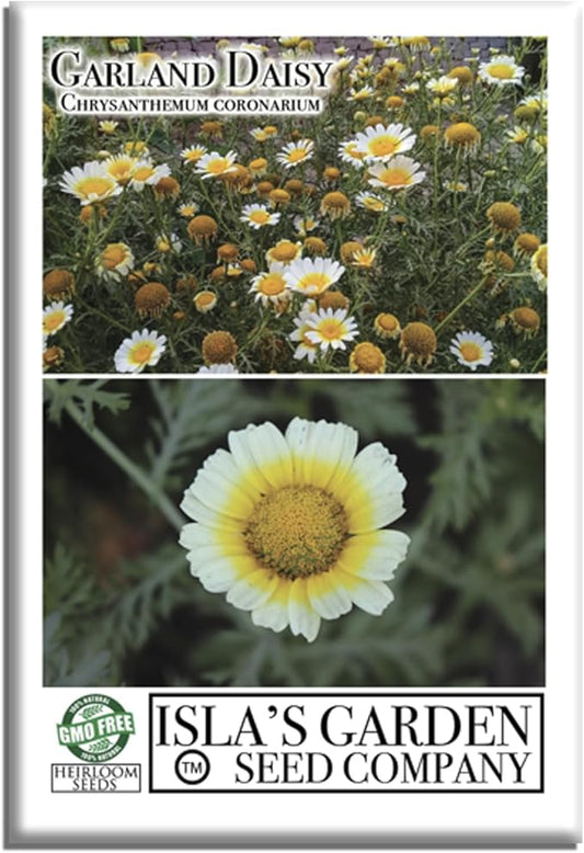 Chrysanthemum Garland Daisy Yellow Crown Daisy Flower Seeds – 1500+ Non-GMO & Heirloom Seeds by Isla’s Garden Seeds (Glebionis coronaria), Edible Greens & Bright Blooms, Great Gardening Gift