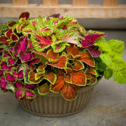 100pcs Rainbow Dragon Coleus Seeds for Planting, Vibrant Foliage, Easy to Grow, Perennial Shade Plant for Garden & Pots