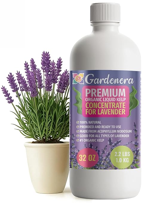 GARDENERA Premium Organic Seaweed & Kelp Superfood for Lavender Plants - 32 oz - Liquid Kelp Fertilizer Concentrate (Makes 180 Gallons)