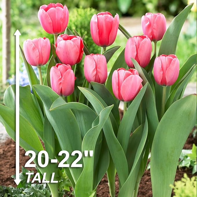 Garden State Bulb Darwin Hybrid Pink Impression Tulip Flower Bulbs, 12/+ cm, Fall Planting (Bag of 250)