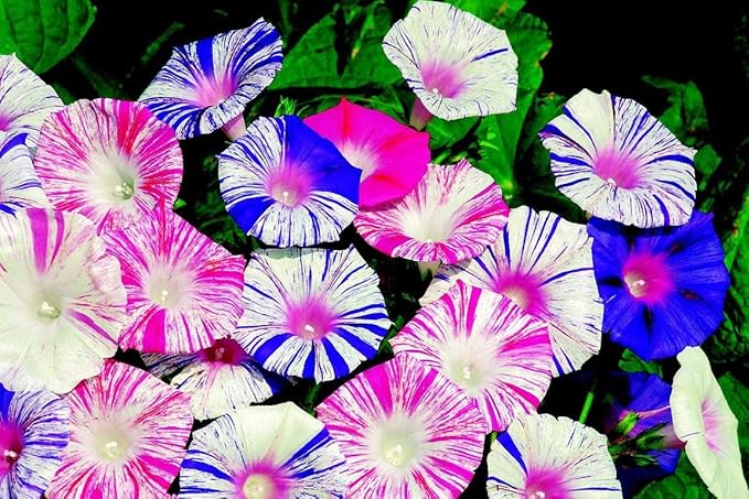 Seeds Flowers Morning Glory Carnival Mix - 25 Seeds
