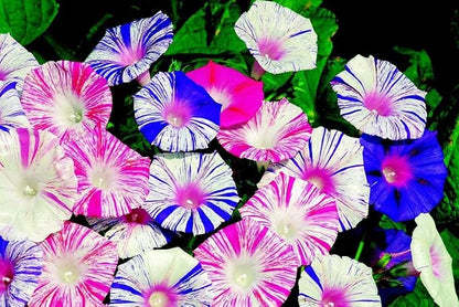 Seeds Flowers Morning Glory Carnival Mix - 25 Seeds