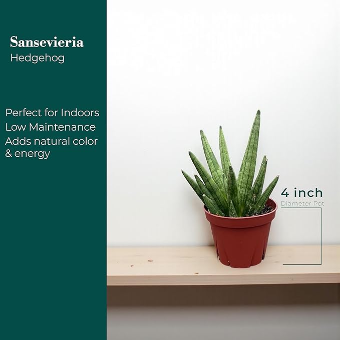CoollectivePlants Sansevieria Hedgehog – Live Snake Plant in 4" Growers Pot - Compact Spiky Foliage, Easy Care Indoor Houseplant