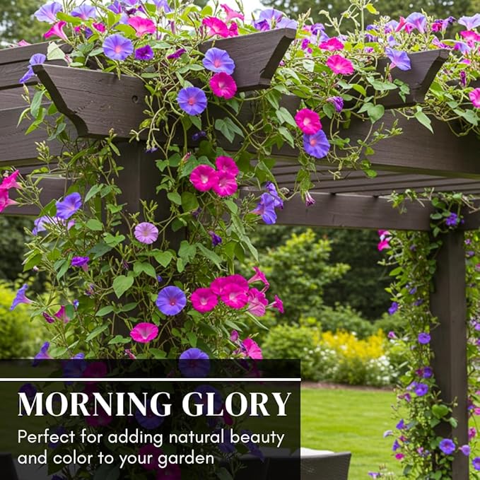 200 pcs Morning Glory Seeds for Planting Non-GMO Flower Seeds for Home Garden Decor Easy to Grow